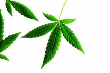 Marijuana leaves on a white background, medical cannabis