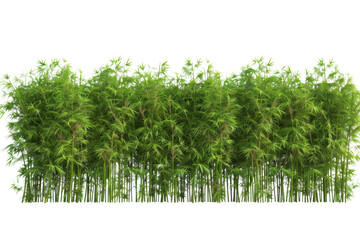 Obraz premium A row of green bamboo plants