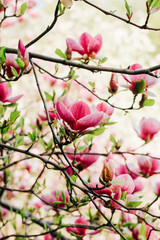 Pink magnolia flower close-up in botanical garden