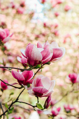 Obraz premium Pink magnolia flower close-up in botanical garden