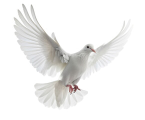 White dove in flight isolated on white