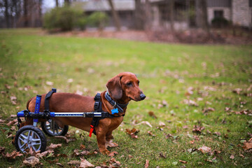 dog in a wheelchair 