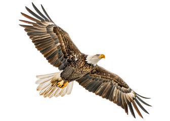 Obraz premium Bald eagle in flight isolated on white