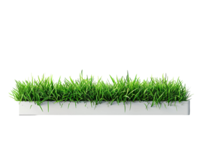 Green grass line isolated on white