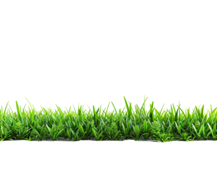 Green grass line isolated on white