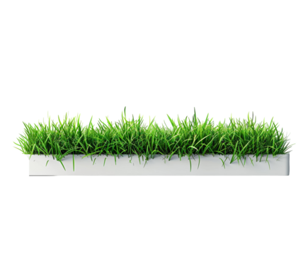 Green grass line isolated on white