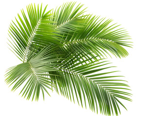 Green palm leaves detailed and isolated