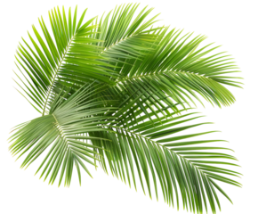 Green palm leaves detailed and isolated