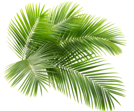 Green palm leaves detailed and isolated