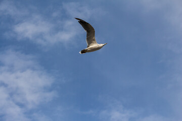 Busan, South Korean - Seagulls are a symbol of Busan. These birds are common along the city's coastline and are often seen as representatives of hope and freedom.