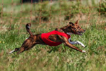 Basenji dog running in red jacket on coursing green field at competition