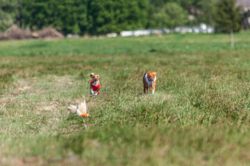 Two basenji dogs running in red and white jacket on coursing competition
