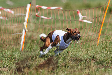 Basenji dog running in white jacket on coursing green field at competition