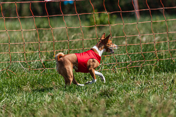 Basenji dog running in red jacket on coursing green field at competition