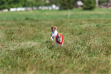 Two basenji dogs running in red and white jacket on coursing competition