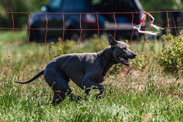 Thai ridgeback running full speed at lure coursing sport competition