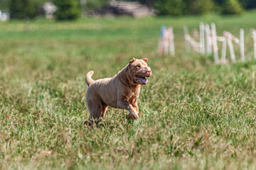 Dog lure coursing competition on green field in summer