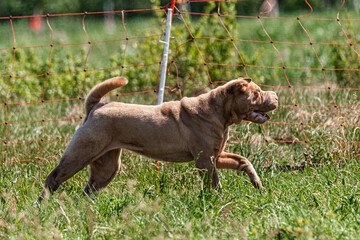 Dog lure coursing competition on green field in summer