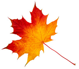 Lonely dry autumn leaf.