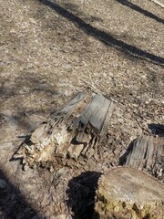 Old wood tree in spring park.