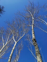 Trees in the park for your projects.