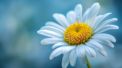 Obraz premium Close-up of a Daisy with White Petals and Yellow Center 