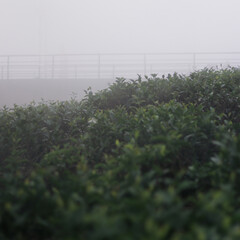Tea leaves in Tea garden