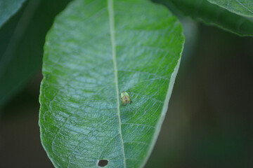 green spider