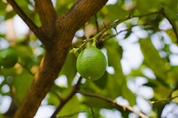 Fresh green fruit Citrus amblycarpa