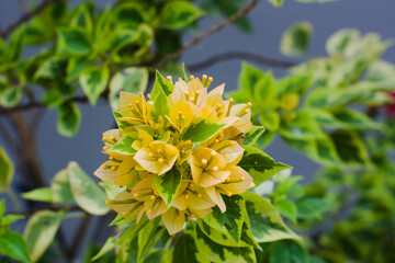 Bright yellow bougainvillea spectabilis flowers