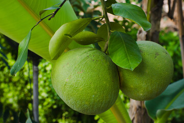 Pomelo fruit is the largest citrus fruit