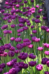 Tulips in the garden, Montréal, Québec, Canada