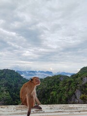 A wild monkey is sitting and sleeping on the wall. The background is mountains and thick fog.
