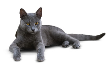A Russian Blue cat lying down and staring at the camera, isolated on a transparent background