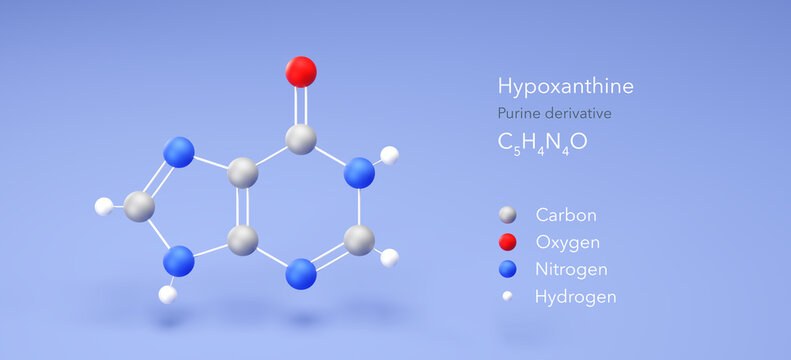 hypoxanthine molecule, molecular structures, nucleoside inosine, 3d model, Structural Chemical Formula and Atoms with Color Coding