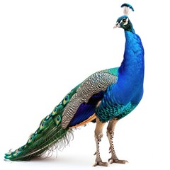 Peacock isolated on white background. High-resolution photo of majestic bird displaying vibrant plumage.