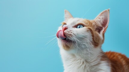 The cat licking its nose.