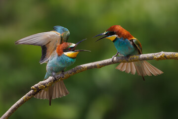 Two vibrant tiny birds perching on a tree branch