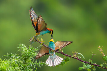 Fototapeta premium Male European bee-eater bird (Merops apiaster) giving an insect to a female. Nature reserve of the Isonzo river mouth, Isola della Cona, Friuli Venezia Giulia, Italy. Copy space image.