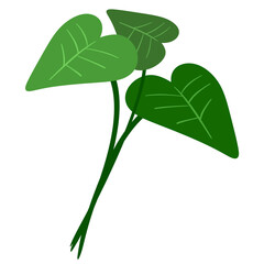 알로카시아 식물