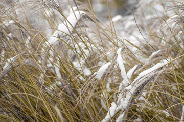 Fototapeta premium Miscanthus under the snow in winter. Garden plant.
