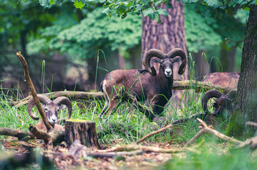 Mufflons im Wald