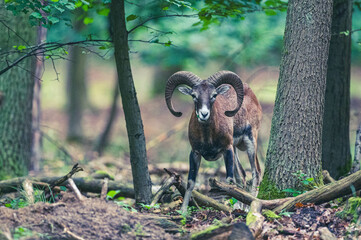 Mufflons im Wald