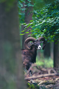 Mufflons im Wald