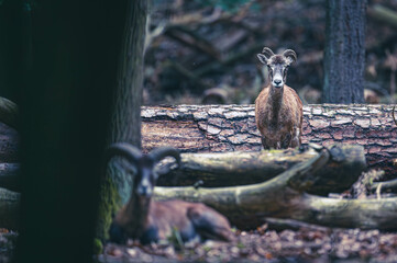 Mufflons im Wald