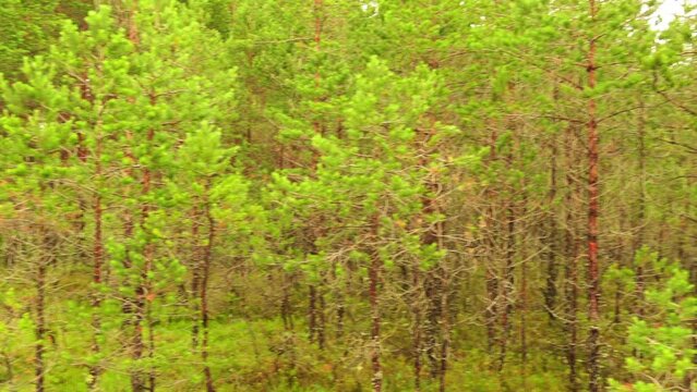 Swamp Viru Raba in Estonia