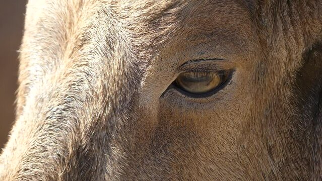 Barbary sheep (Ammotragus lervia)