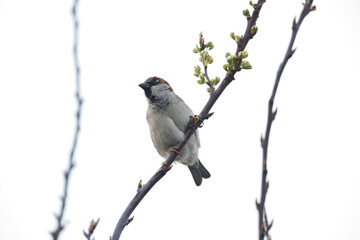 House Sparrow Perched on Budding Branch