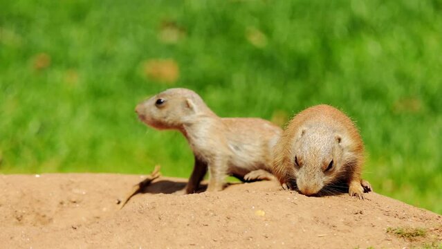 Yellow ground squirrel (Spermophilus fulvus)