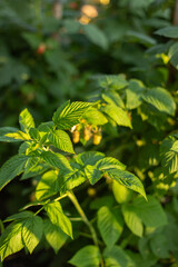 Green leaves in the garden